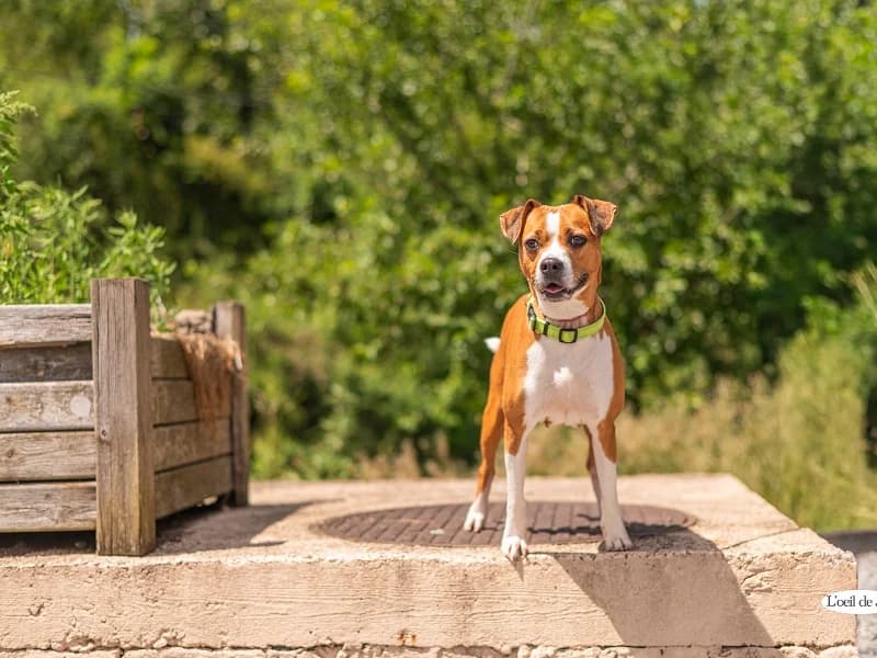 Kali, Roux et blanc female 5yo American Staffordshire Terrier for adoption at SPA Charleroi, Charleroi