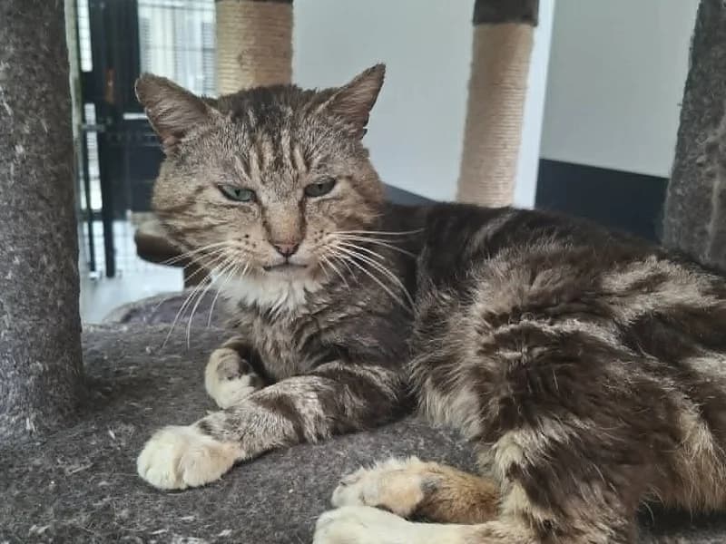 MAXOU, Tigré male senior mixed breed for adoption at SPA Charleroi, Charleroi