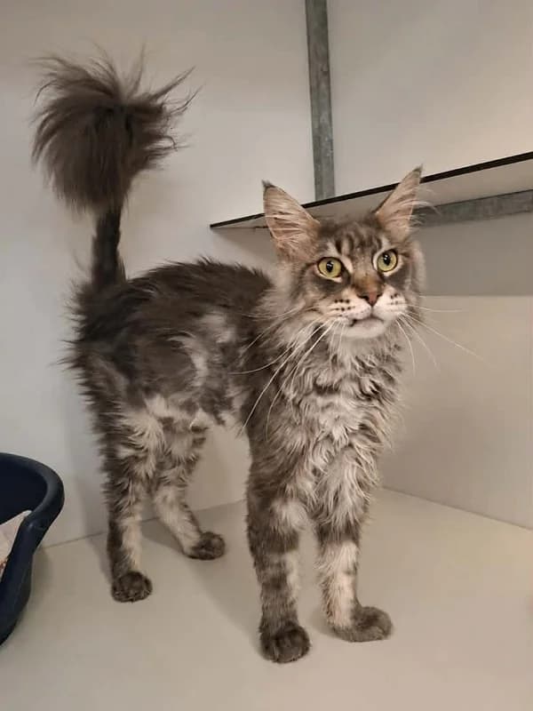 King, Tigre gris male 5yo Maine Coon for adoption at SPA Charleroi, Charleroi