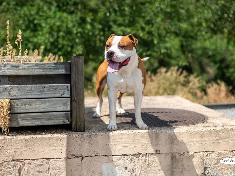 Peanut, Brun blanc male young American Staffordshire Terrier for adoption at SPA Charleroi, Charleroi