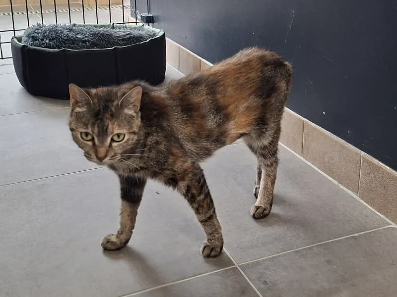 Vega, TigrΓ© female 4yo mixed breed for adoption at SPA Charleroi, Charleroi