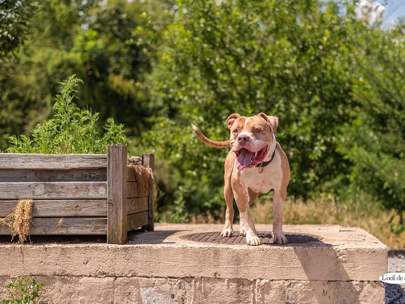 Chopper, Champagne male young American Bully for adoption at SPA Charleroi, Charleroi