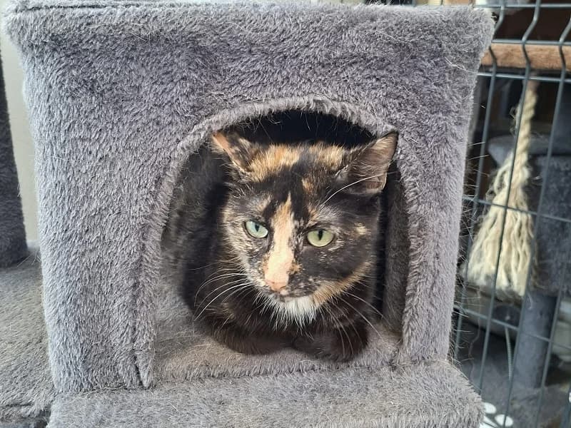 Sassy, Ecaille de tortue female 6yo mixed breed for adoption at SPA Charleroi, Charleroi