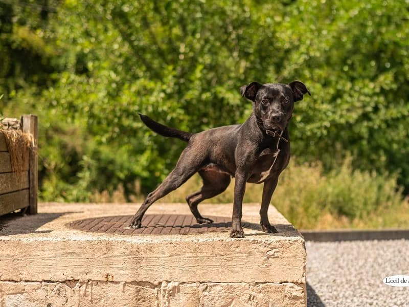 Capri, Noir female young American Staffordshire Terrier for adoption at SPA Charleroi, Charleroi