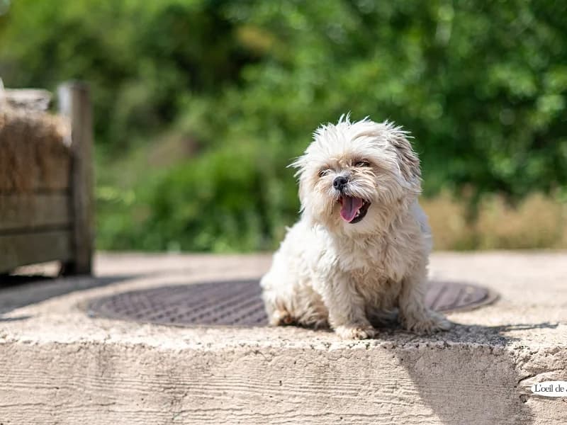 Lola, Crème female puppy Shih Tzu for adoption at SPA Charleroi, Charleroi