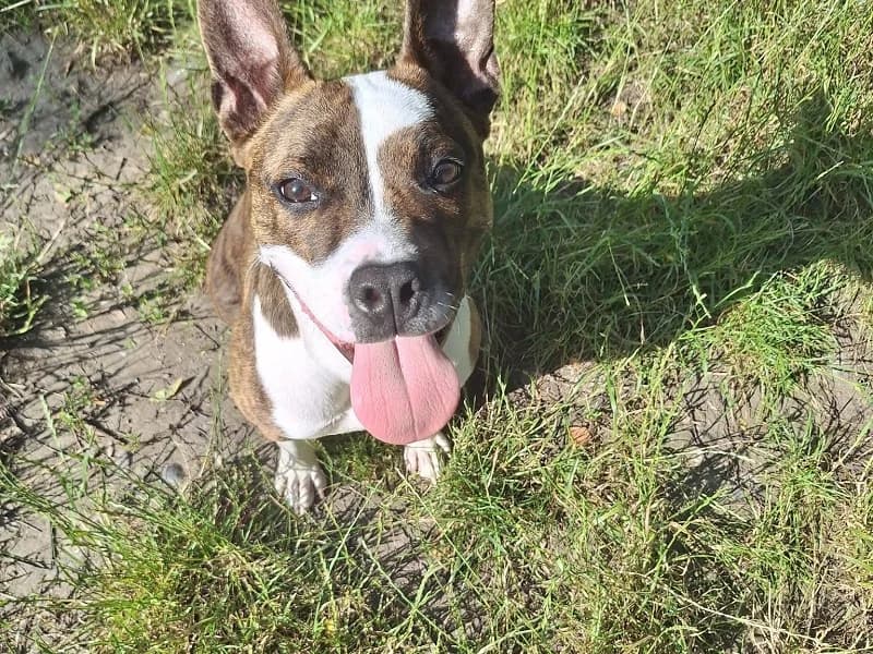 Chloé, Bringe blanc female young American Staffordshire Terrier for adoption at SPA Charleroi, Charleroi