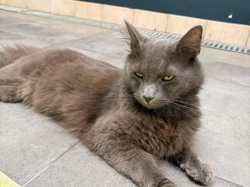 Velma, Gris female senior mixed breed for adoption at SPA Charleroi, Charleroi