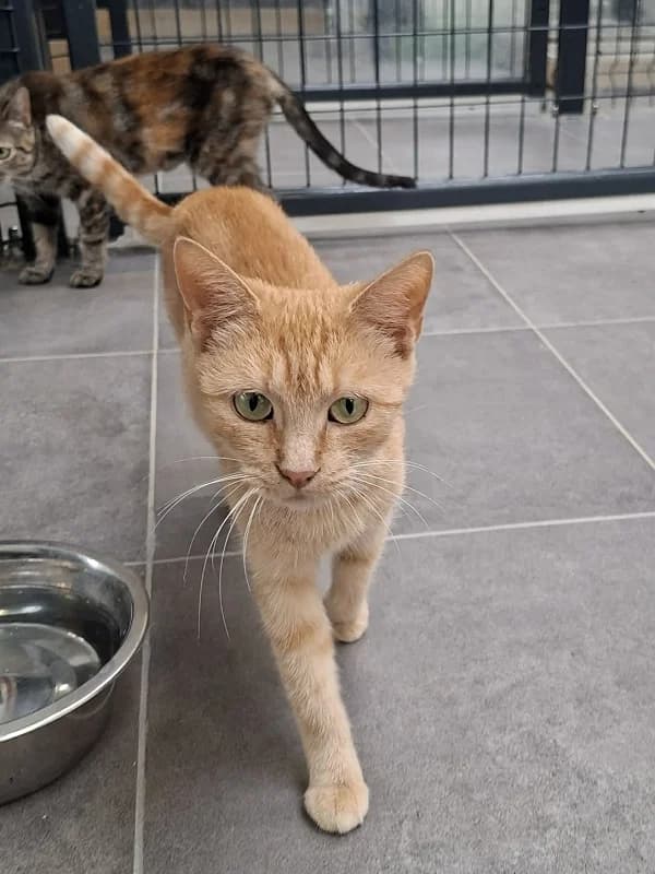Loly, Gris et blanc female senior mixed breed for adoption at SPA Charleroi, Charleroi