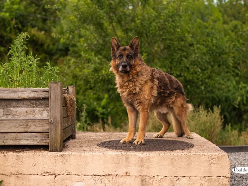 Terek, Noir et feu male senior German Shepherd for adoption at SPA Charleroi, Charleroi