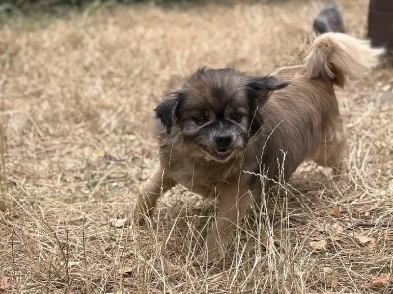 Mo, Fauve charbonné male senior Shih Tzu for adoption at SPA Charleroi, Charleroi