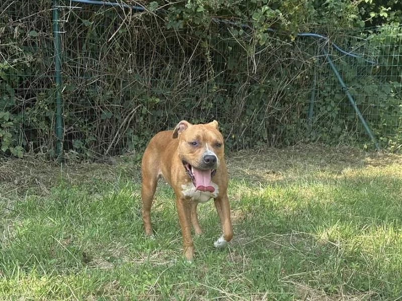 Croquette, Fauve blanc female 4yo American Staffordshire Terrier for adoption at SPA Charleroi, Charleroi