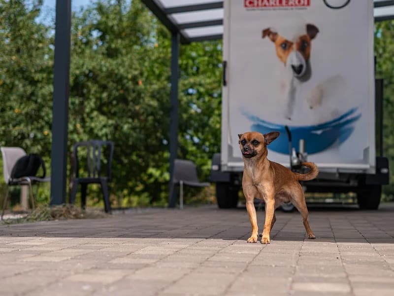 Bao, Brun male 5yo Chihuahua for adoption at SPA Charleroi, Charleroi