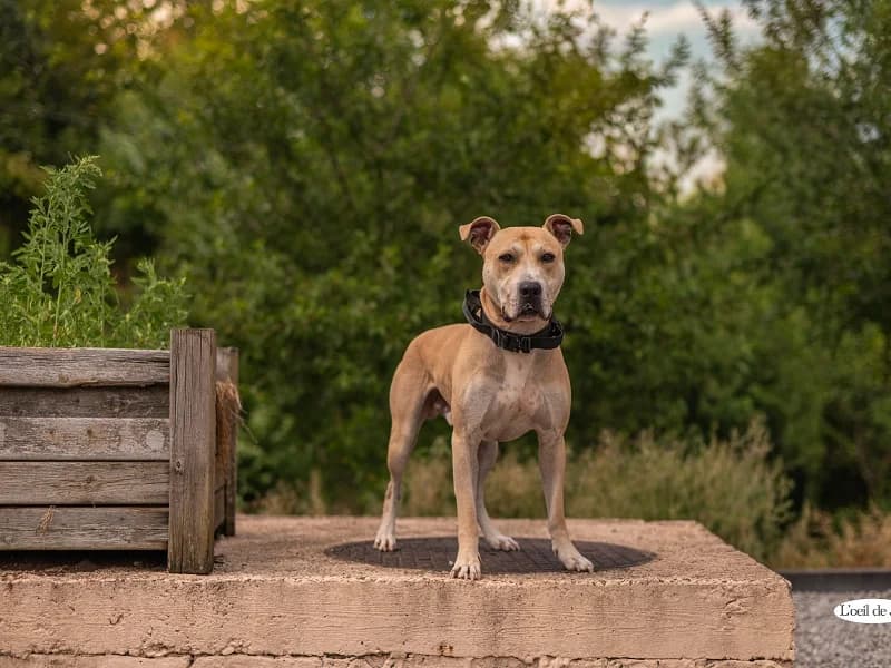 Tacos, Beige blanc male 3yo American Staffordshire Terrier for adoption at SPA Charleroi, Charleroi