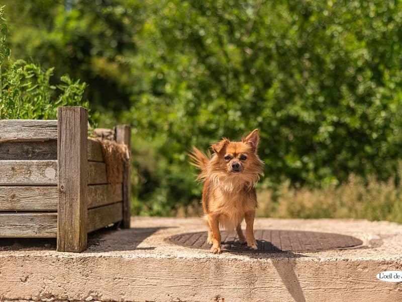 Bueno, Fauve charbonné male senior Chihuahua for adoption at SPA Charleroi, Charleroi