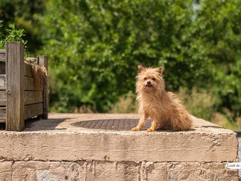 Stitch, Beige male 3yo mixed breed for adoption at SPA Charleroi, Charleroi