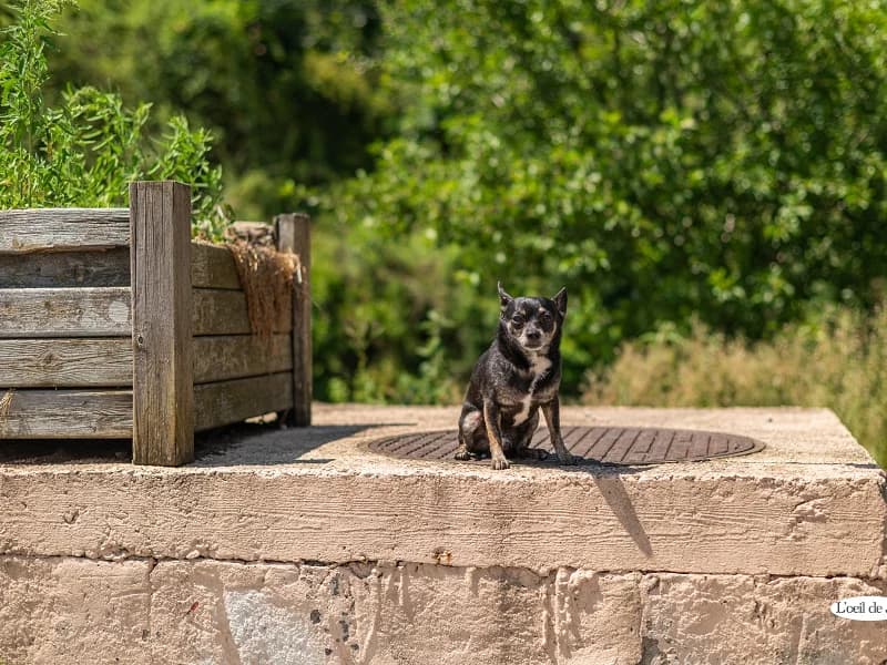 Sa pinto, Tricolore male senior Chihuahua for adoption at SPA Charleroi, Charleroi