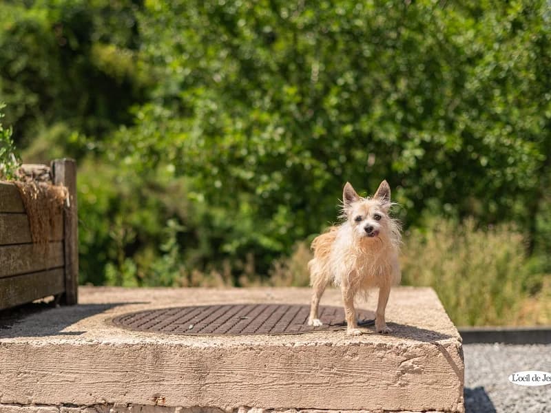 Buddy, Beige male senior Chihuahua for adoption at SPA Charleroi, Charleroi
