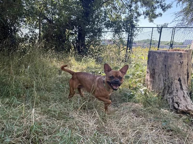 Skyp, Brun male 4yo American Staffordshire Terrier for adoption at SPA Charleroi, Charleroi
