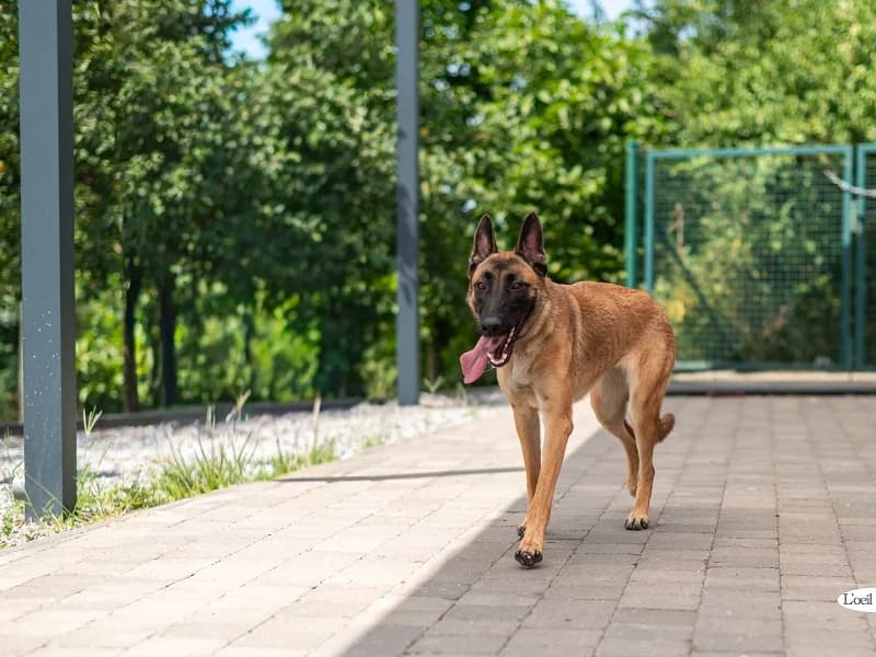 Athena, Belgian Malinois (SPA Charleroi)