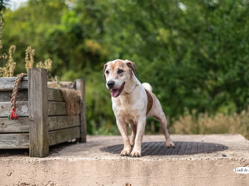 NOUGAT, Blanc et roux male senior Beagle for adoption at SPA Charleroi, Charleroi