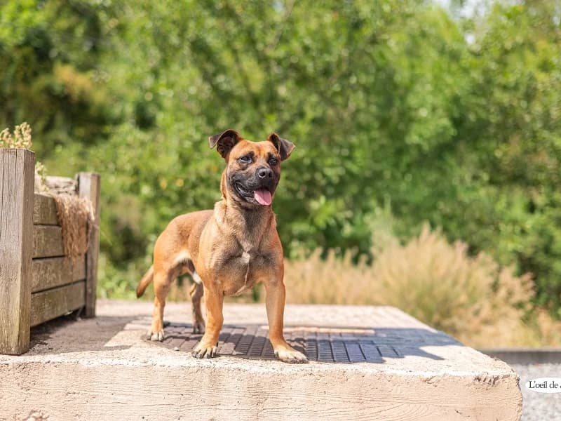Benji,  (SPA Charleroi)