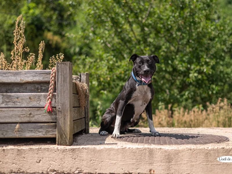 Tania, Noir et blanc female 3yo American Staffordshire Terrier for adoption at SPA Charleroi, Charleroi