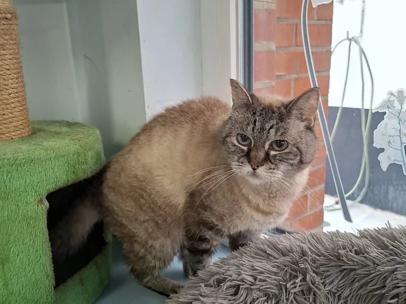 Loxa, Beige noir female senior mixed breed for adoption at SPA Charleroi, Charleroi