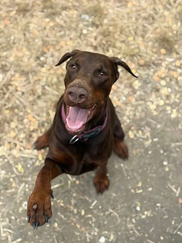 Siska, Brun female 5yo Doberman for adoption at SPA Charleroi, Charleroi
