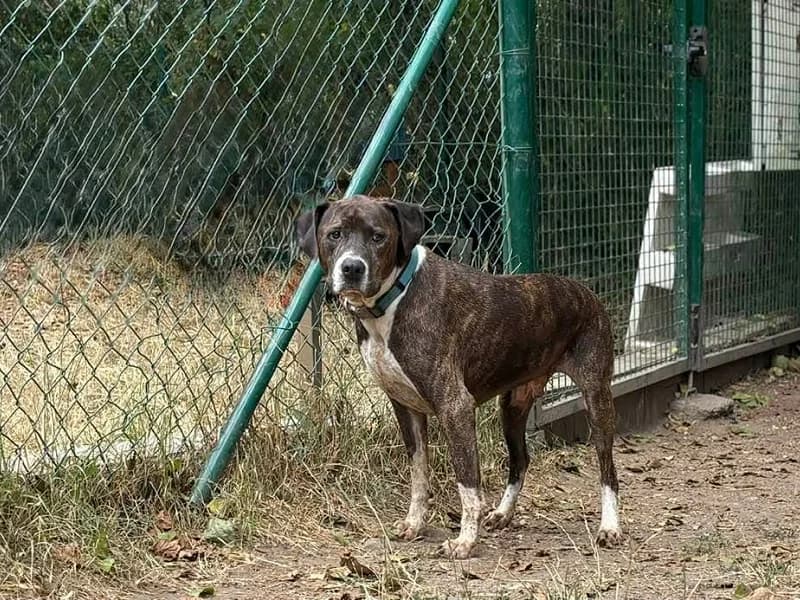 Gary, American Staffordshire Terrier (SPA Charleroi)
