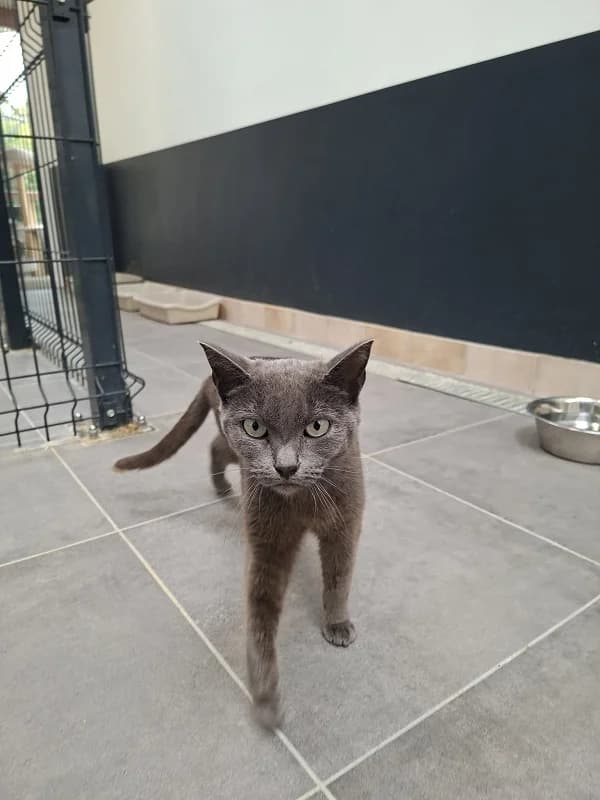 Blue, Gris female 3yo mixed breed for adoption at SPA Charleroi, Charleroi