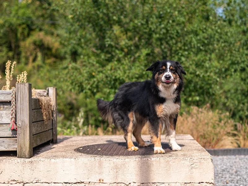Zaya, Tricolore female 3yo Australian Shepherd for adoption at SPA Charleroi, Charleroi