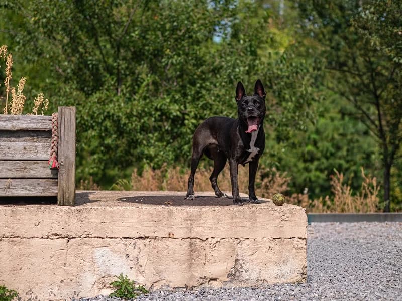 Ginger, Noir female 4yo American Staffordshire Terrier for adoption at SPA Charleroi, Charleroi