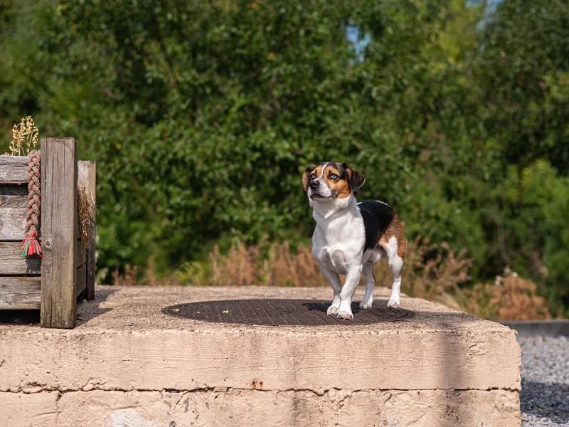 Tokyo, Beagle (SPA Charleroi)