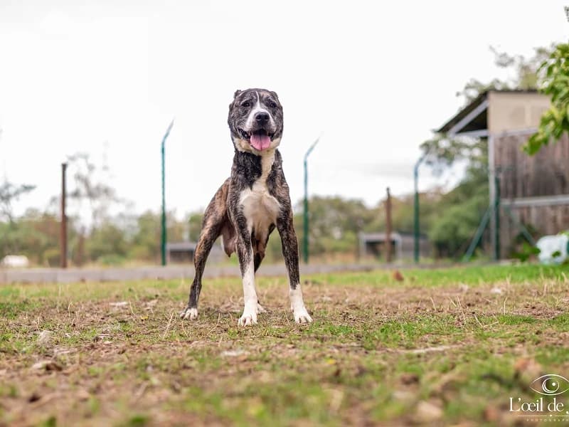 Zeyna, Bringe blanc female 6yo American Staffordshire Terrier for adoption at SPA Charleroi, Charleroi