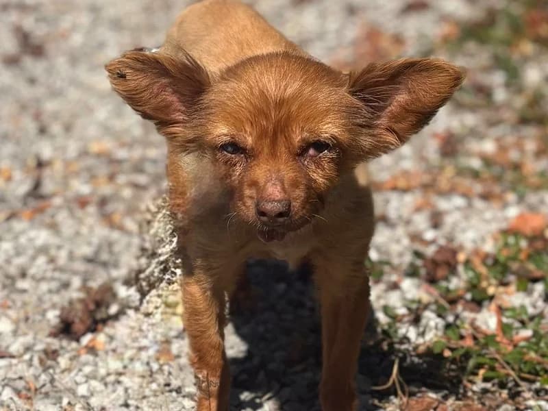 Lucette, Roux female senior Chihuahua for adoption at SPA Charleroi, Charleroi