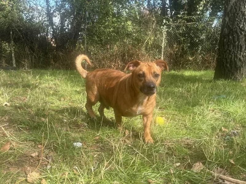 Shadow, Fauve male 4yo Jack Russell Terrier for adoption at SPA Charleroi, Charleroi
