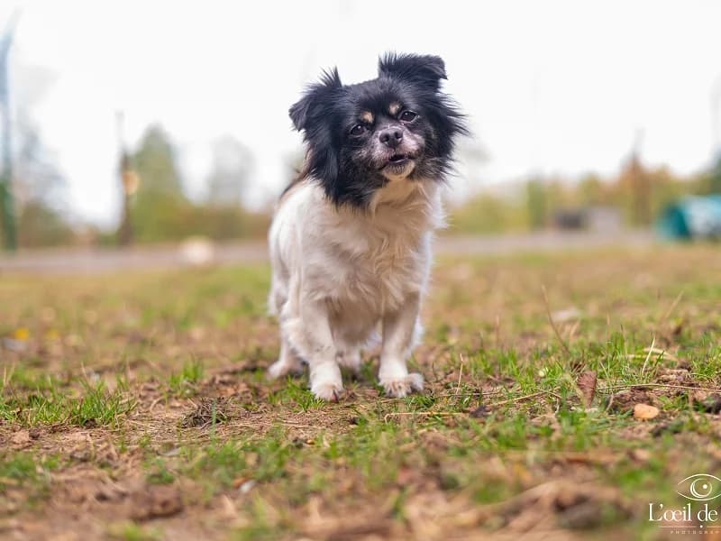 Lana, Noir et blanc female 6yo Chihuahua for adoption at SPA Charleroi, Charleroi