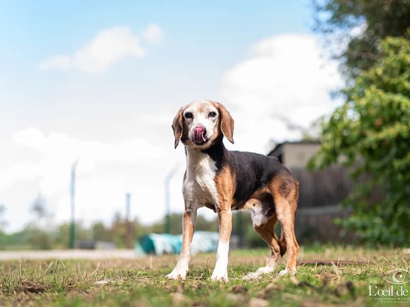 MILLORD, Tricolore male senior Beagle for adoption at SPA Charleroi, Charleroi