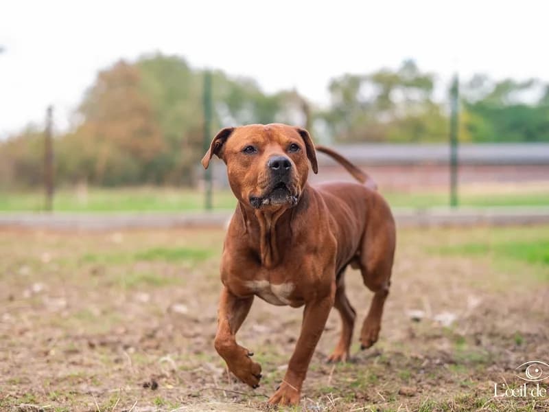 NINO, Brun taches blanches male 5yo American Bully for adoption at SPA Charleroi, Charleroi