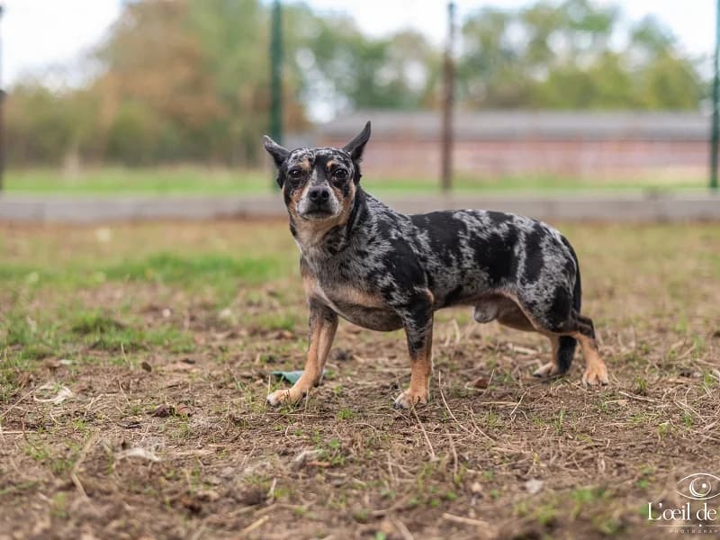 Buddy, Merle male 4yo Jack Russell Terrier for adoption at SPA Charleroi, Charleroi