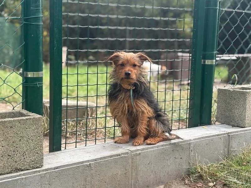 Bernie, Noir et feu male 3yo Yorkshire Terrier for adoption at SPA Charleroi, Charleroi