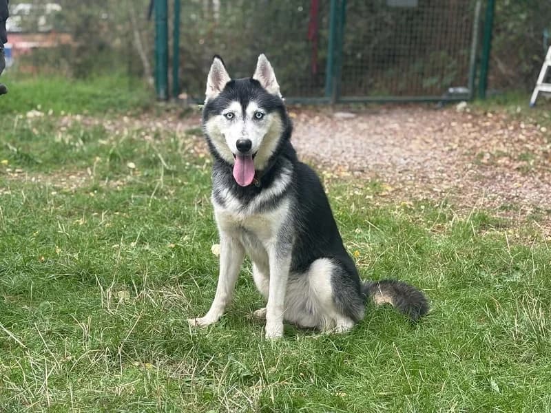 Wapi, Noir et blanc male 6yo Husky for adoption at SPA Charleroi, Charleroi