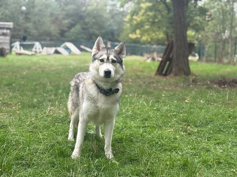 Yepa, Gris blanc female 5yo Husky for adoption at SPA Charleroi, Charleroi