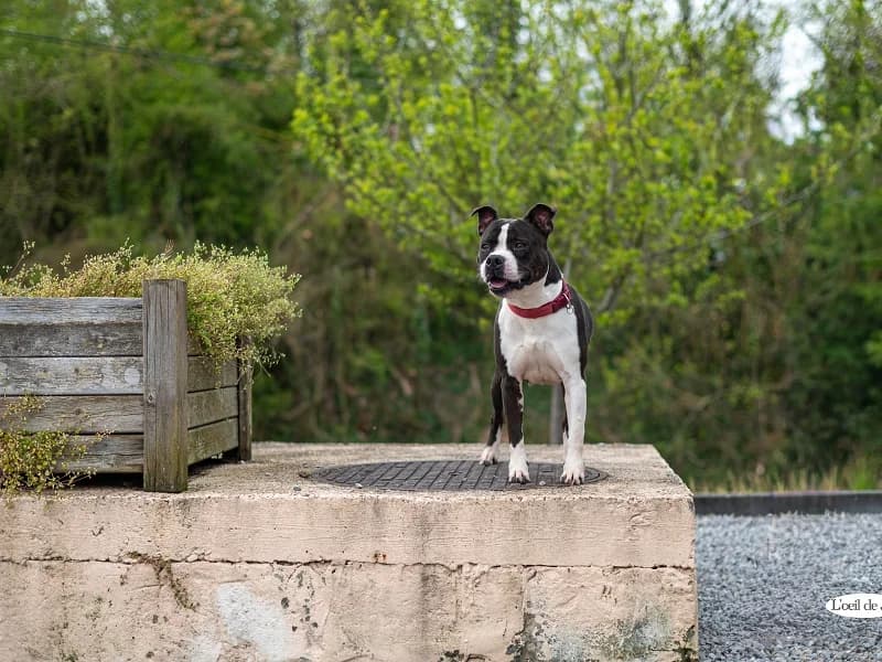 Laika, Noir et blanc female senior American Staffordshire Terrier for adoption at SPA Charleroi, Charleroi