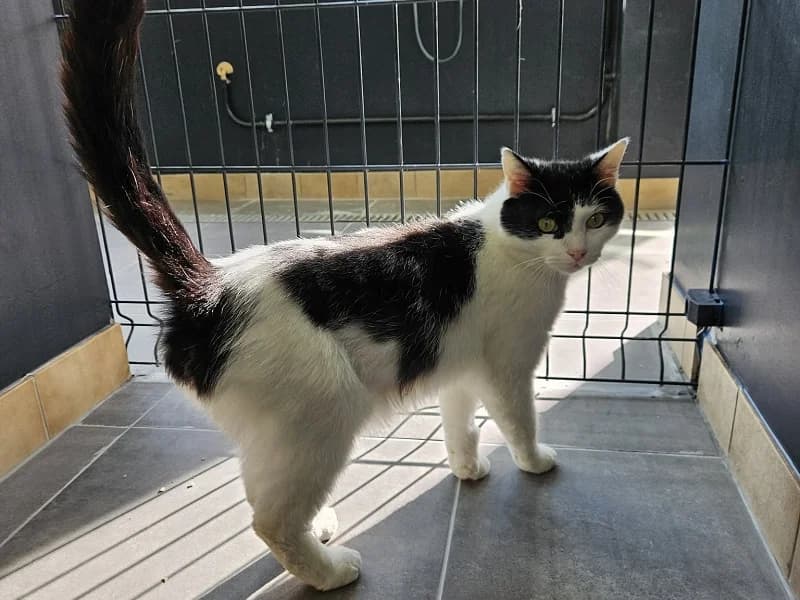 Ziggy, Noir et blanc male senior mixed breed for adoption at SPA Charleroi, Charleroi