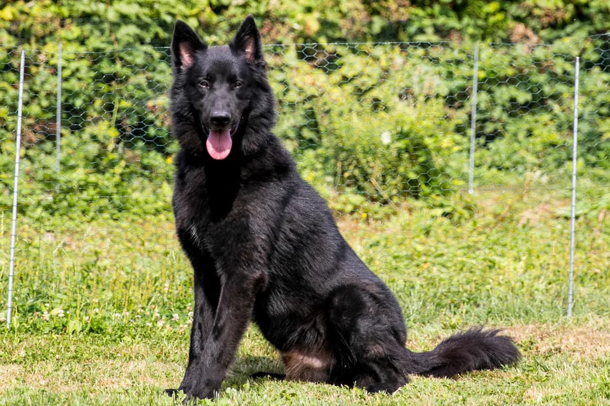 Django, male mixed breed for adoption at SPA Mouscron, Mouscron