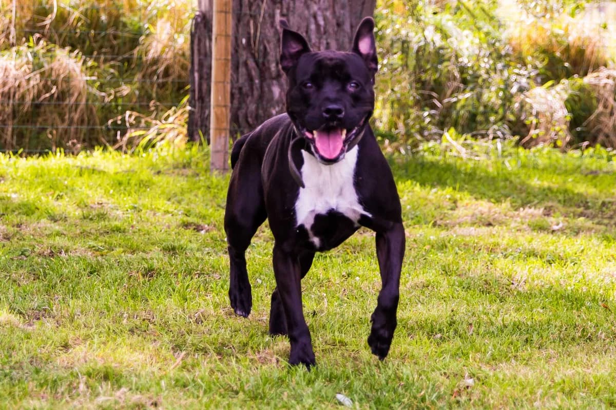 Ace, male American Staffordshire Terrier for adoption at SPA Mouscron, Mouscron
