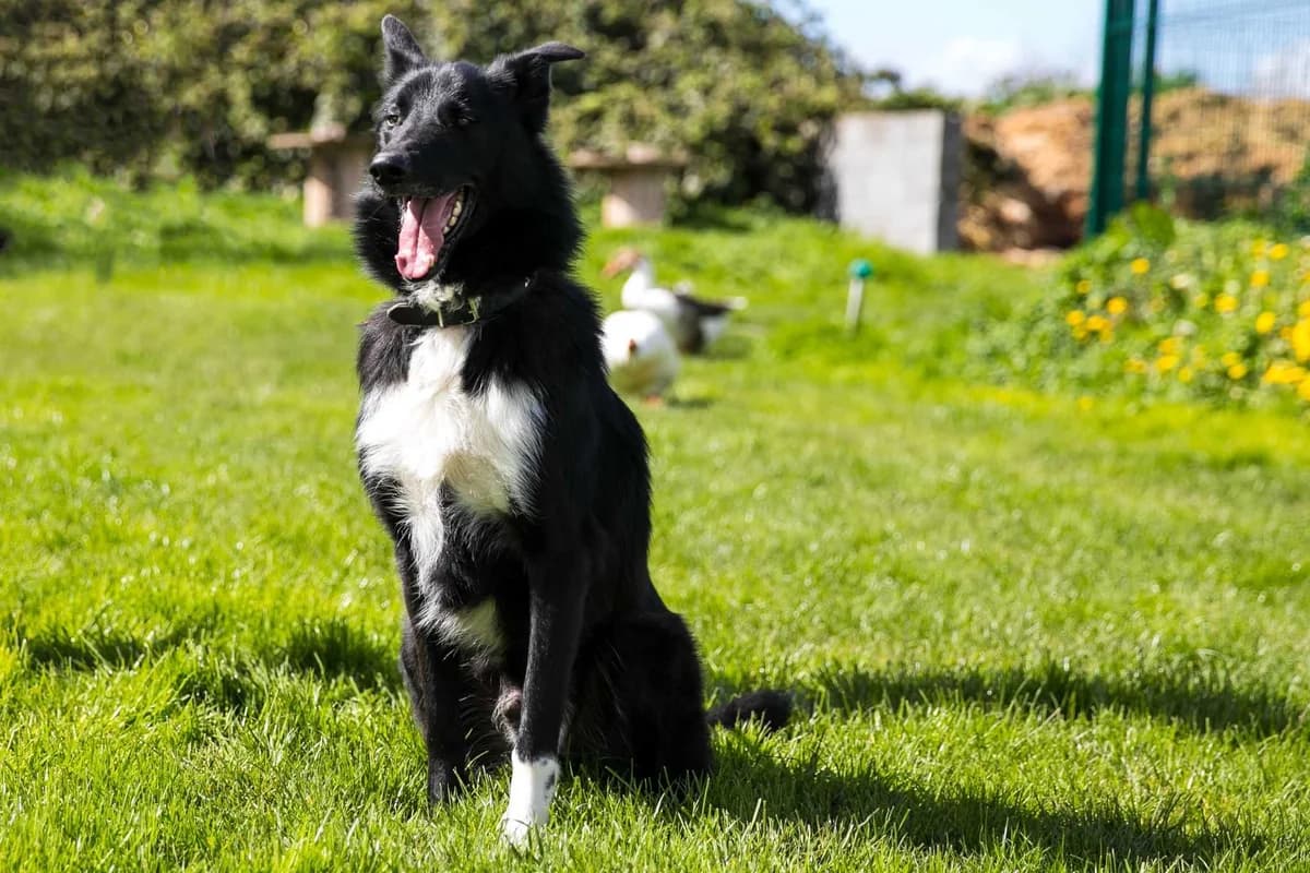 Charlie, male 6yo Border Collie for adoption at SPA Mouscron, Mouscron