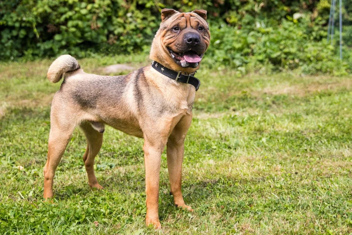 Max, male 4yo mixed breed for adoption at SPA Mouscron, Mouscron