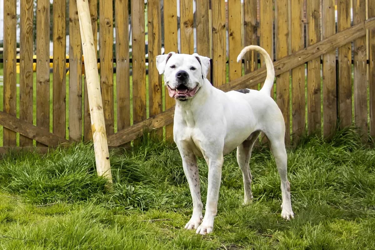Nélio, male mixed breed for adoption at SPA Mouscron, Mouscron